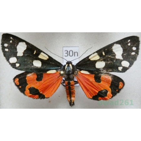 Callimorpha dominula (Linnaeus, 1758) Krasopani poziomkówka Poland30n